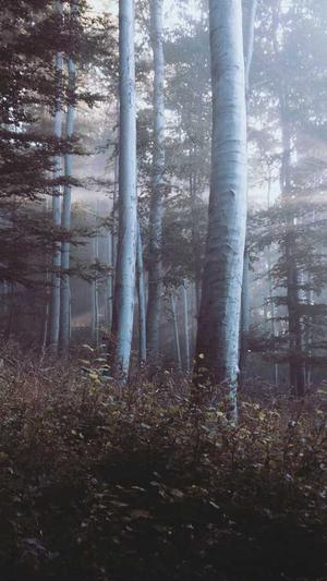 搜狗蜘蛛池出租秒收截图1