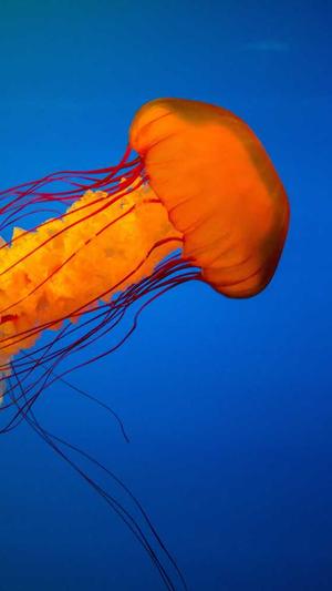 seo必用工具截图3