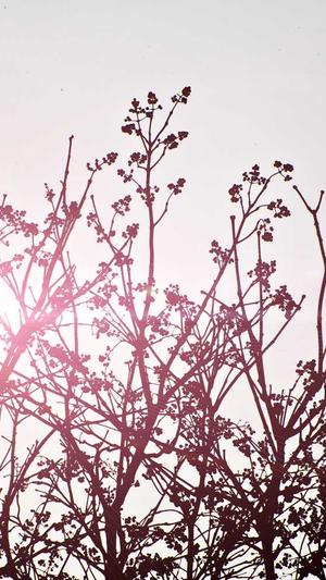 seo点击工具截图3