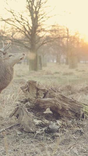 高权重泛目录截图2