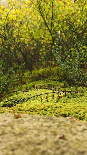 寄生虫蜘蛛池搭建方法截图4