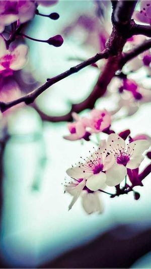 SEO 站长工具截图1